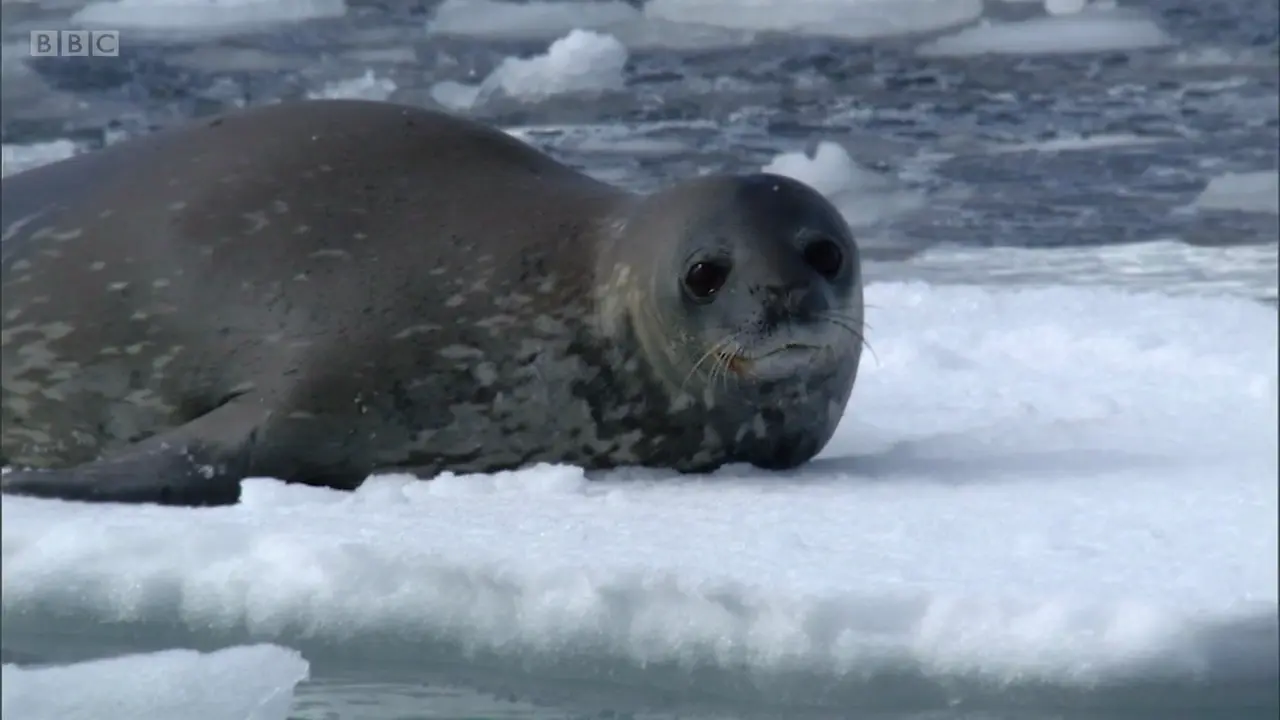 Weddell seal (Leptonychotes weddellii) as shown in Frozen Planet - To the Ends of the Earth
